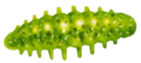Приманка ZUB NOA LARVA  40мм(1,6") -6шт, (цвет 351) шартрез с блестками