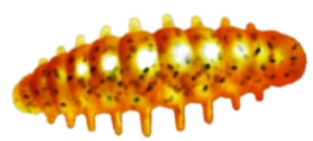 Приманка ZUB NOA LARVA  40мм(1,6") -6шт, (цвет 250) морковный с блестками