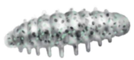Приманка ZUB NOA LARVA  30мм(1,2") -10шт, (цвет 501) серый с блестками
